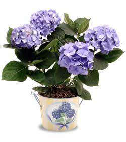  negl iek yolla  Hydrangea Plant ortanca