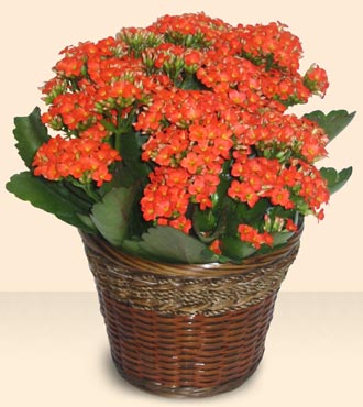  negl iek sat  Large Kalanchoe in Basket