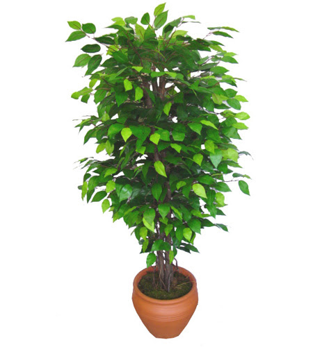 Ficus Benjamin 1,50 cm   negl iek yolla 