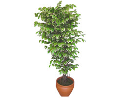 Ficus zel Starlight 1,75 cm   negl online ieki , iek siparii 