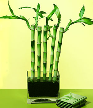  negl iek gnderme sitemiz gvenlidir  Good Harmony Lucky Bamboo