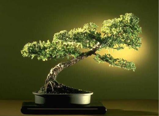 ithal bonsai saksi iegi  negl hediye sevgilime hediye iek 