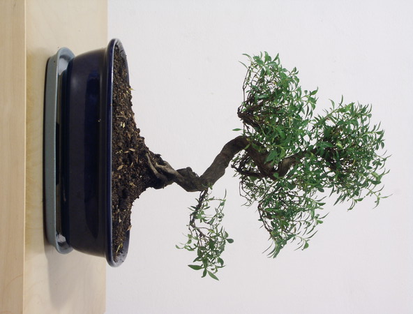 ithal bonsai saksi iegi  negl gvenli kaliteli hzl iek 