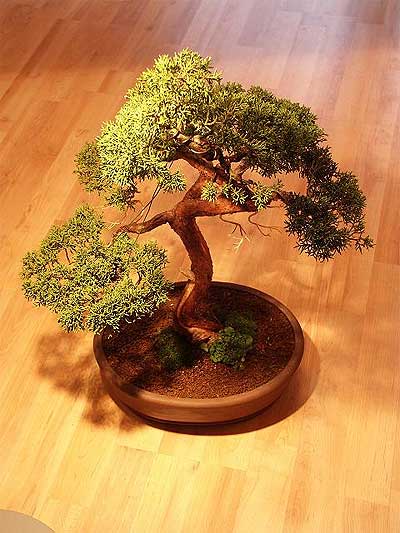 ithal bonsai saksi iegi  negl iek , ieki , iekilik 