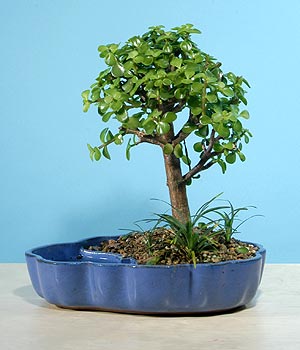 ithal bonsai saksi iegi  negl iek maazas , ieki adresleri 