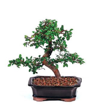 ithal bonsai saksi iegi  negl gvenli kaliteli hzl iek 