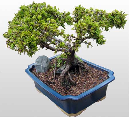 ithal bonsai saksi iegi  negl hediye sevgilime hediye iek 