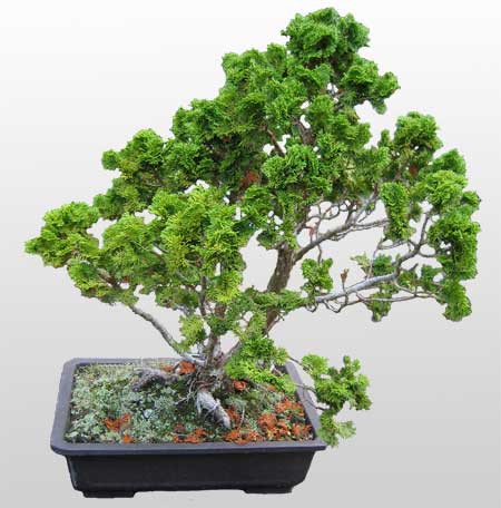 ithal bonsai saksi iegi  negl iekiler 