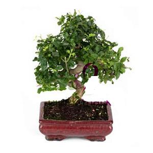 ithal bonsai saksi iegi  negl iek yolla 