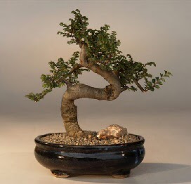 ithal bonsai saksi iegi  negl iek gnderme sitemiz gvenlidir 