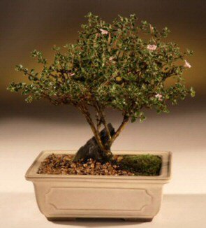 ithal bonsai saksi iegi  negl iek , ieki , iekilik 