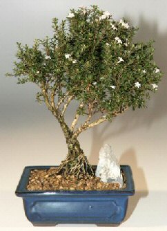  negl uluslararas iek gnderme  ithal bonsai saksi iegi  negl yurtii ve yurtd iek siparii 