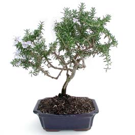 ithal bonsai saksi iegi  negl cicek , cicekci 