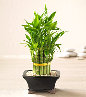 Lucky Bamboo saksi iegi  negl iek servisi , ieki adresleri 