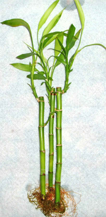 Lucky Bamboo 3 adet vazo hediye edilir   negl online ieki , iek siparii 