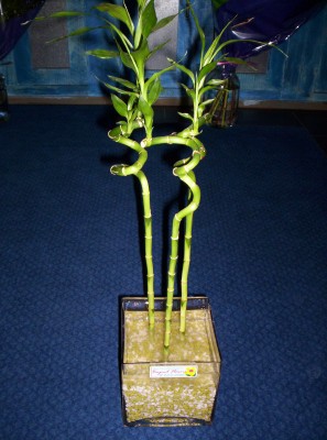 Lucky Bamboo 3 adet saksi iegi  negl iek yolla , iek gnder , ieki  