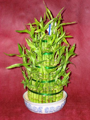 Lucky Bamboo sans melegi iegi  negl iek online iek siparii 