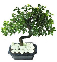 9 yasinda Bonsai agaci  negl ieki maazas 