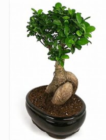 Bonsai saks bitkisi japon aac  negl iek online iek siparii 