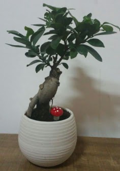 Bonsai japon aac saks iei  negl internetten iek siparii 