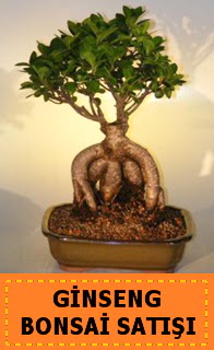 Ginseng bonsai sat japon aac  negl online ieki , iek siparii 