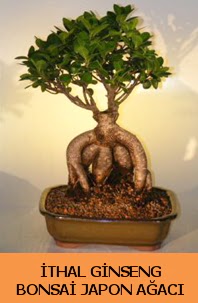 thal japon aac ginseng bonsai sat  negl iekiler 