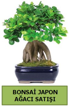 Bonsai japon aac sat  negl cicekciler , cicek siparisi 