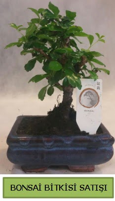 Bonsai ithal grsel minyatr japon aac  negl 14 ubat sevgililer gn iek 