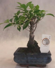 Bonsai aac japon aa bitkisi  negl iek siparii vermek 