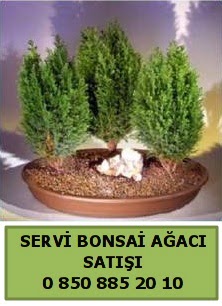 BONSA 3 L SERV BONSA AACI  negl cicek , cicekci 