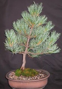 Bonsai am aac japon aac bitkisi  negl iek online iek siparii 