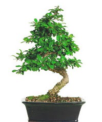 Bonsai bitkisi sat  negl cicek , cicekci 