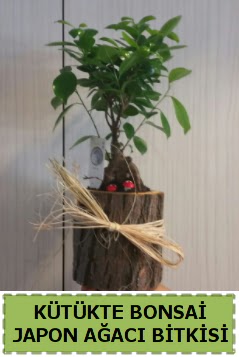 Ktk ierisinde doal bonsai aac  negl cicek , cicekci 