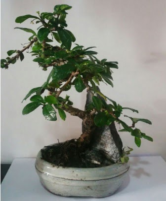 S eklinde ithal bonsai aac  negl iek siparii vermek 