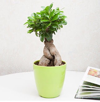 Ficus Ginseng Bonsai  negl iek gnderme sitemiz gvenlidir 