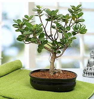 Lovely Ficus Iceland Bonsai  negl iek yolla 