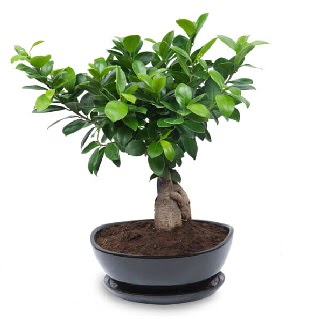 Ginseng bonsai aac zel ithal rn  negl iek servisi , ieki adresleri 