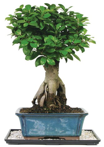 Bonsai Ginsing Grafted Ficus Bonsai  negl iek siparii vermek 