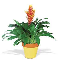  negl nternetten iek siparii  Exotic Bromeliad ithal saksi