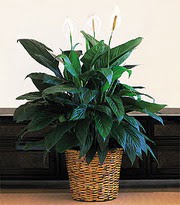  negl ieki telefonlar  Large Spathiphyllum