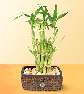 Lucky Bamboo  saksi iegi  negl yurtii ve yurtd iek siparii 