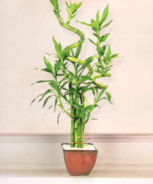 Lucky Bamboo sans melegi iegi  negl yurtii ve yurtd iek siparii 