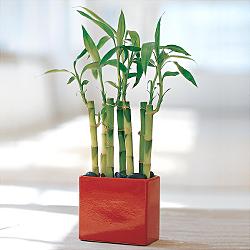 Lucky Bamboo sans melegi iegi  negl ieki maazas 